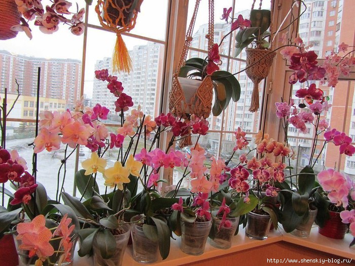 Фото орхидей фаленопсис пересадка в домашних условиях Фото орхидей фаленопсис пересадка в домашних условиях
