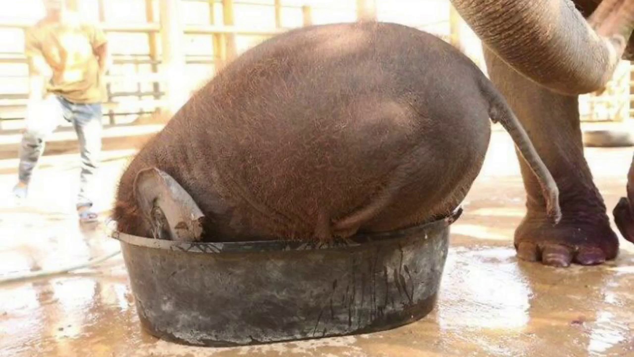 Много маленьких слонят жить без приключений не хотят