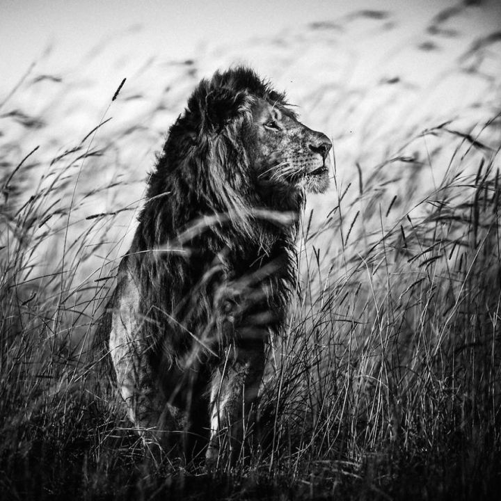 черно белые фотографии африканской дикой природы (10)