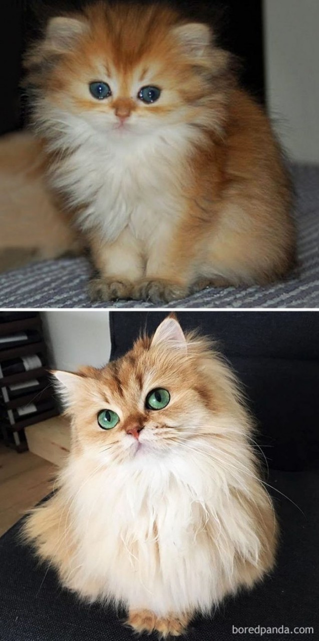 Котята, которые с возрастом превратились в шикарных котов и кошек