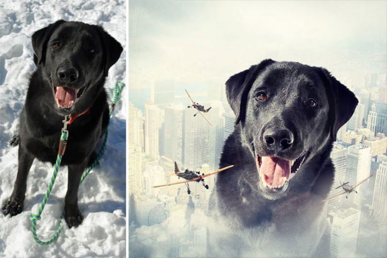 Волшебные собаки из приютов Волшебные собаки из приютов собаки, приют