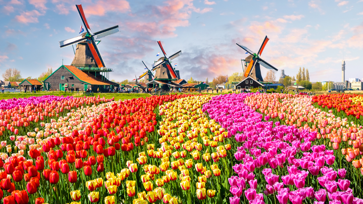 цвета природы