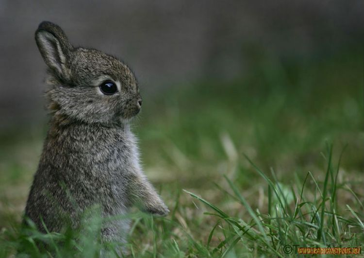 Забавные животные (34 фото) Забавные животные (34 фото)