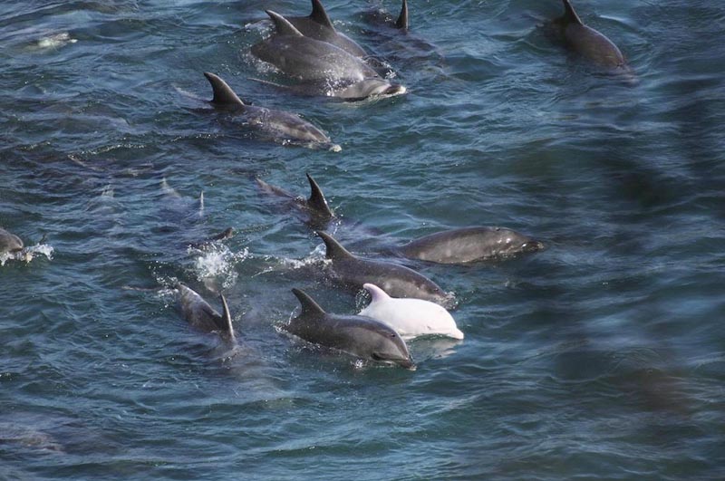 0 bcd54 a578f8d9 orig В Японии продолжаются жестокие убийства дельфинов