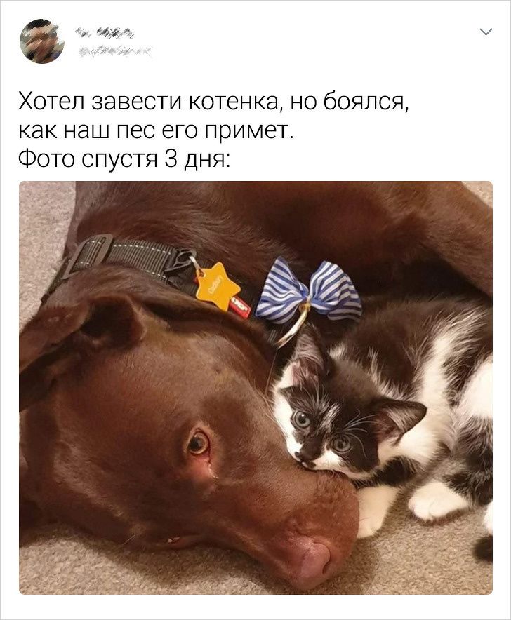 15 доказательств того, что животные гораздо умнее, чем нам кажется