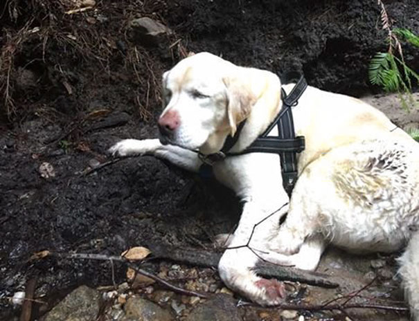 blind-dog-found-after-week-california-mountains-1