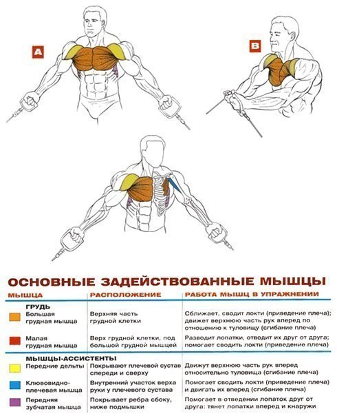 Качаем грудь: анатомия + основные упражнения!