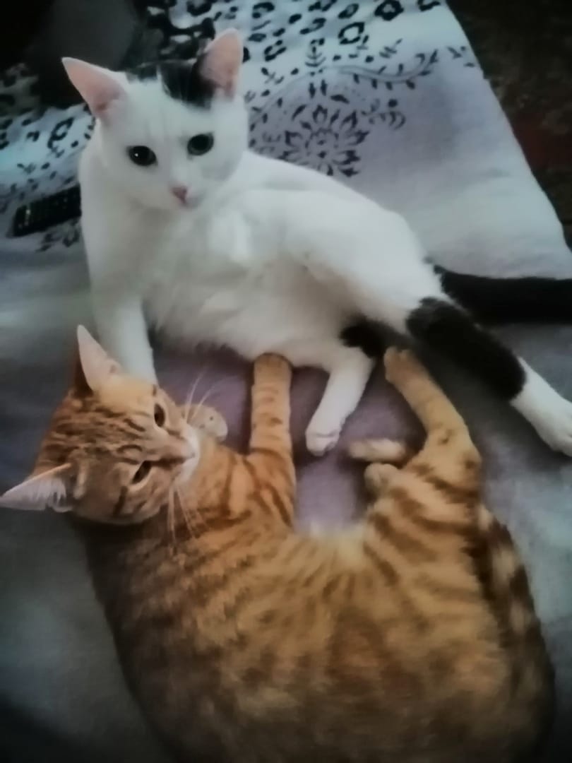котенка приютили два кота
