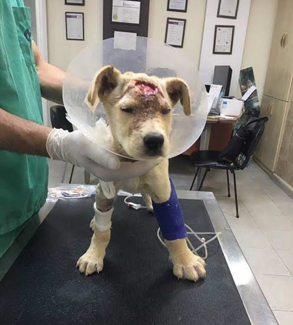 Несмотря на раны, слепоту и парвовирус, собака держалась Несмотря на раны, слепоту и парвовирус, собака держалась выстрел, животные, история, ливан, рана, собака, спасение, фото
