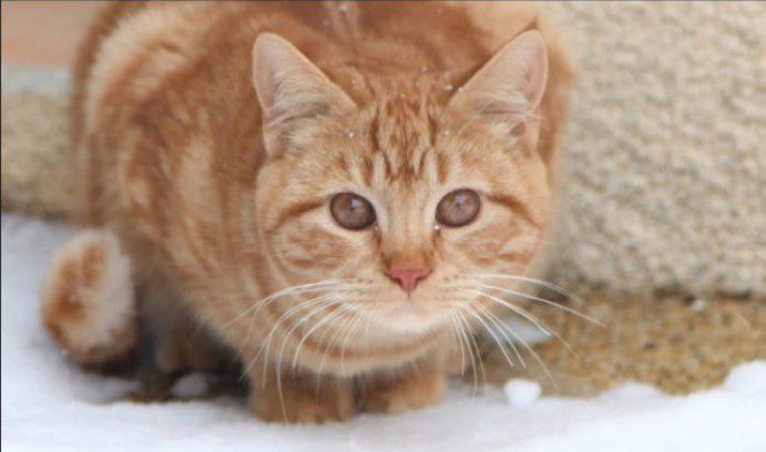 кошка, животные, спасение