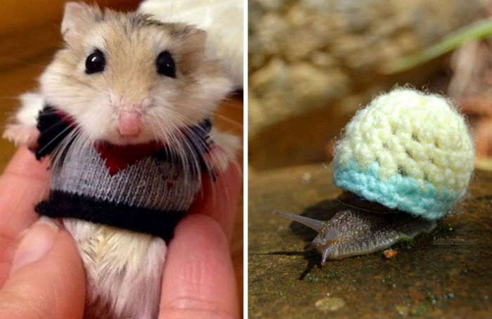 Эти 20 фотографий безумно милых животных в свитерах согреют вас