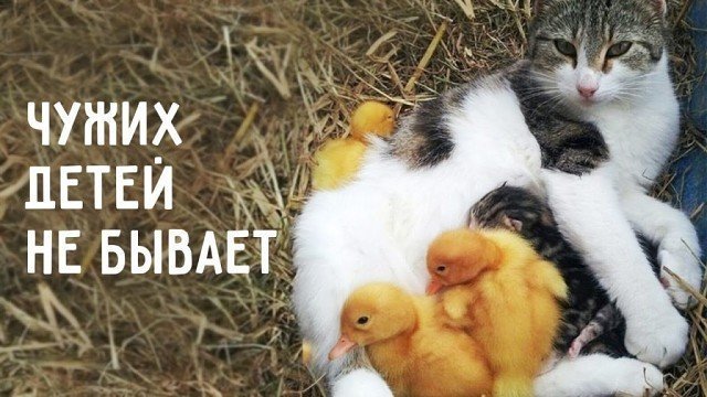 Универсальные мамули: случаи, которые доказывают, что чужих детей не бывает Универсальные мамули: случаи, которые доказывают, что чужих детей не бывает