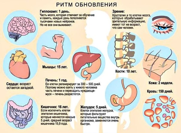 Ритмы обновления человеческого организма