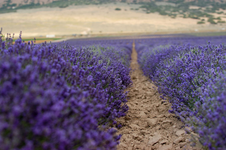 Лавандовое поле 