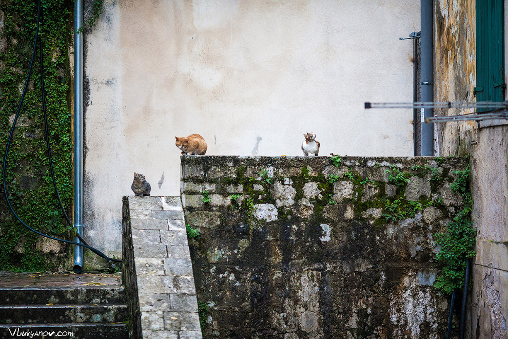 Черногорские коты