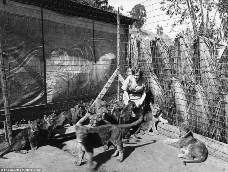 Знаменитая "голливудская львиная ферма": архивные фотографии 1925 - 1942 гг Знаменитая "голливудская львиная ферма": архивные фотографии 1925 - 1942 гг архивные снимки, архивные фото, дрессированные, дрессировщик, лев, львы, сша