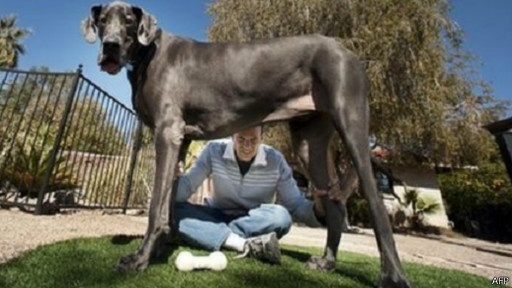 Немецкий дог Гигантский Джордж, которого называли самой высокой собакой в мире, умер в возрасте семи лет в американском городе Тусон, штат Аризона.