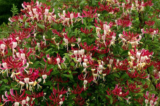 Жимолость каприфоль (Perfoliate Honeysuckle)