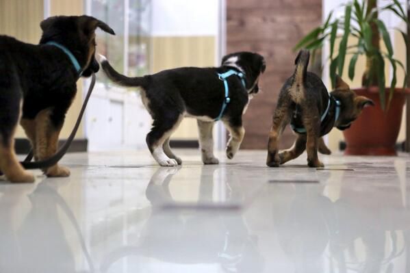 История сочинских щенков  сочи, щенки