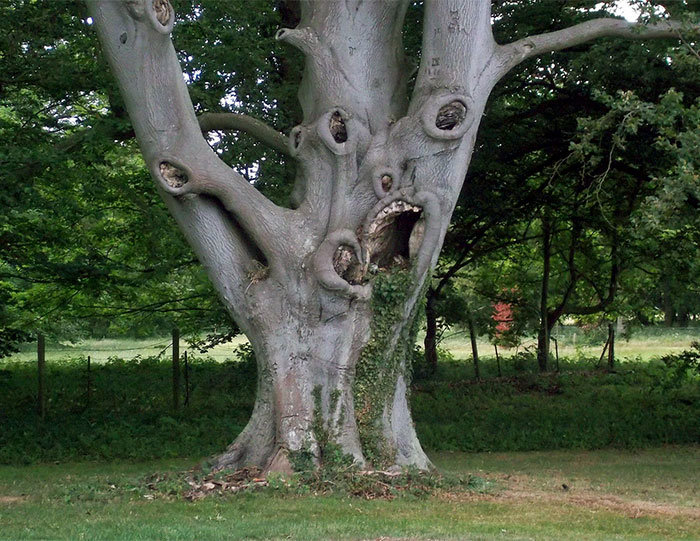16. Árbol asustado: árbol, árboles, ilusión óptica, pareidolia, parece que no es lo mismo, parece que es una cara