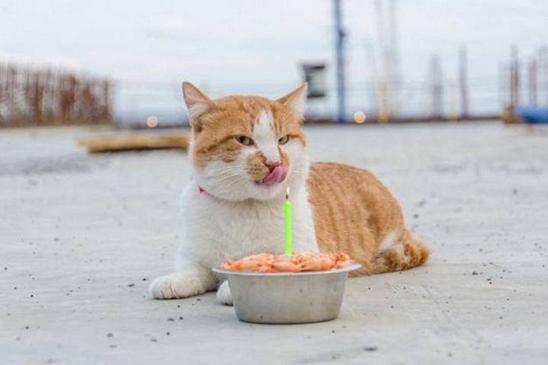 Лучший подарочек - это креветки! Усы оближешь! Фото: Кот Моста/Facebook