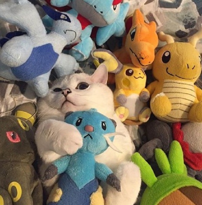 Кот с мягкими игрушками Кот в игрушках