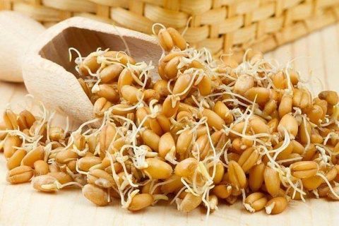 Лечение организма пророщенной пшеницей Лечение организма пророщенной пшеницей