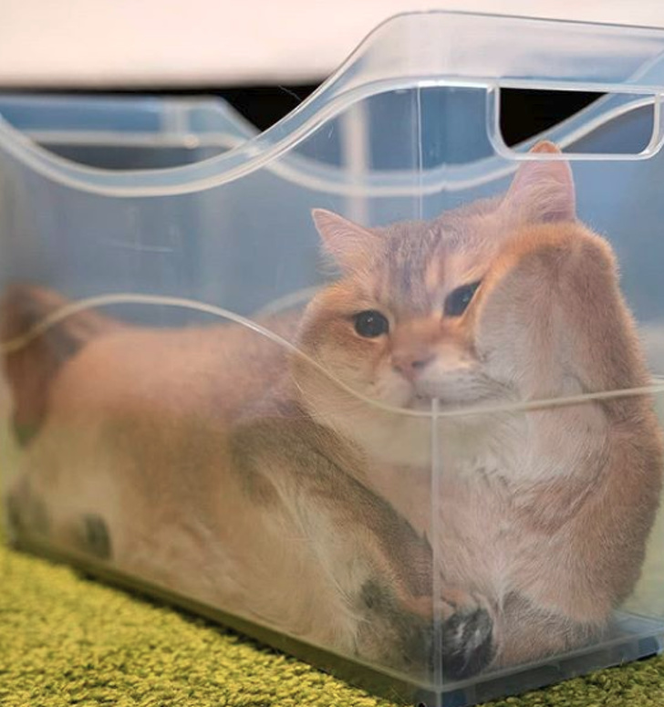 20+ котеек, которые пренебрегают всеми известными законами физики 20+ котеек, которые пренебрегают всеми известными законами физики