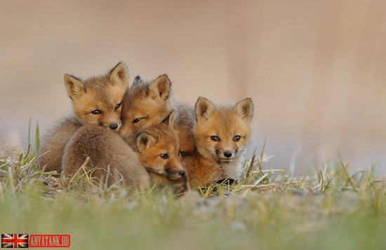 Фото животные. Щенки лисы. (10 фото)