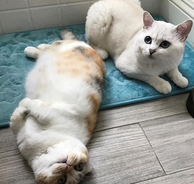Коты в доме Коты лежат
