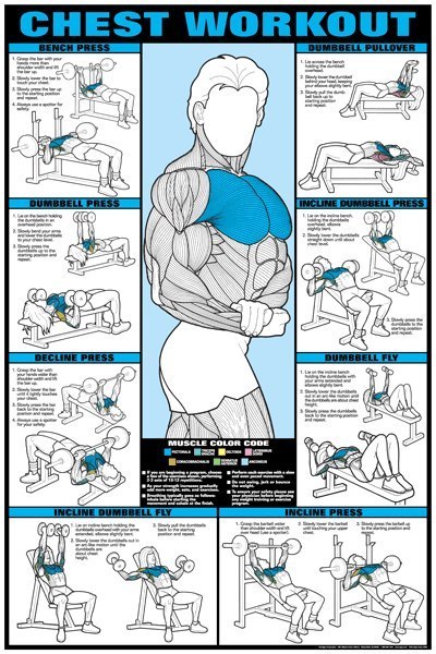 Workout & muscle