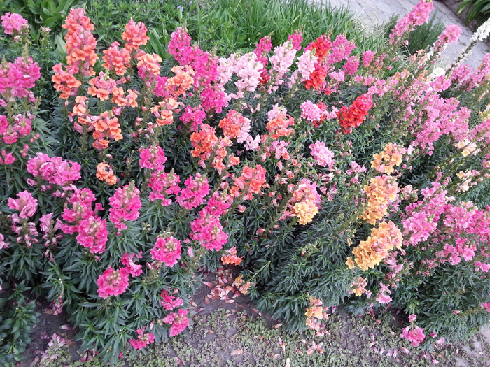 20130417_174811 (700x525, 670Kb)