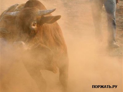 Перед вами десятка самых опасных в  мире животных (кроме человека)