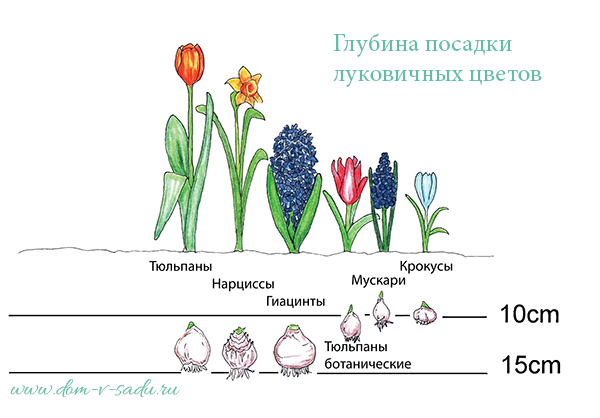 Тюльпан посадка и уход Тюльпан посадка и уход
