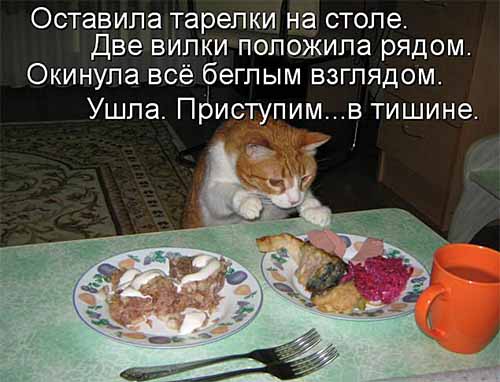 Кулинарные котоматрицы 28 (юмор)