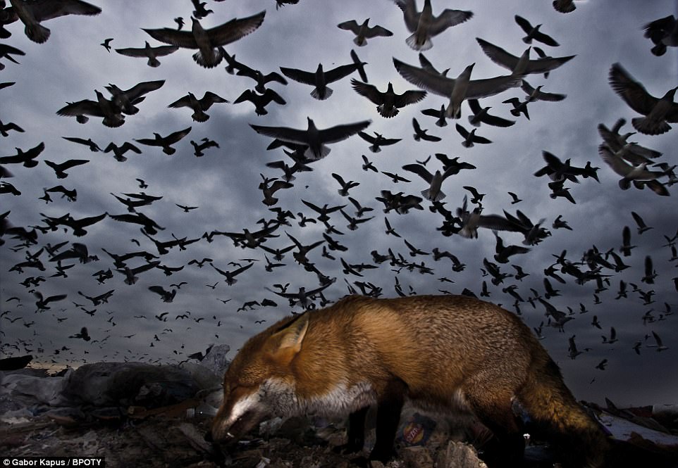 Dark and stormy: This picture of Pitsea landfill was submitted to the category 'Birds in Flight' and was given an honourable mention. Photographer Gabor kapus, from Aylesbury, Buckinghamshire, said: 'We were ringing gulls at Pitsea landfill using cannon nets to catch the birds, the camera was on the ground just at the front of the net. I was trying to capture the moment when the net is fired and is still in the air above the camera. As we were waiting to fire the net this fox walked right at the front of the camera scaring all birds into the air -but at least I took this great image'
