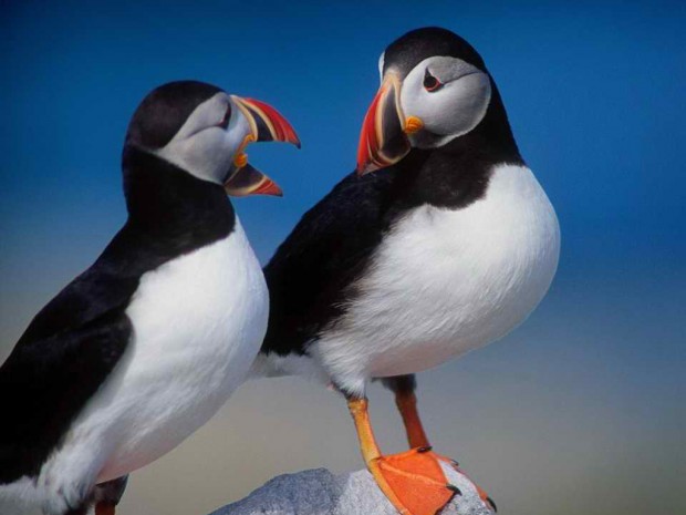  (. Fratercula arctica) (. Puffin)