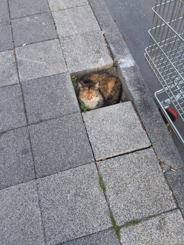 20+ котеек, которые пренебрегают всеми известными законами физики 20+ котеек, которые пренебрегают всеми известными законами физики