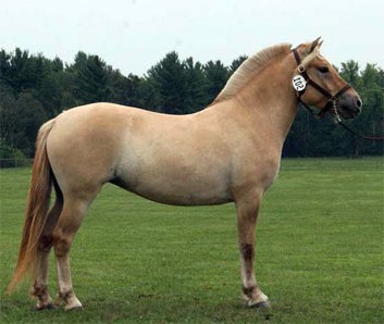 Фото лошади породы норвежский фьорд каурой масти
