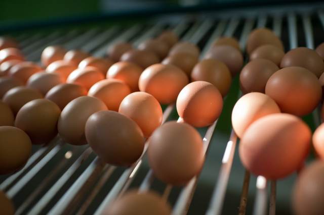 В магазинах Вологодской области начали продавать яйца поштучно