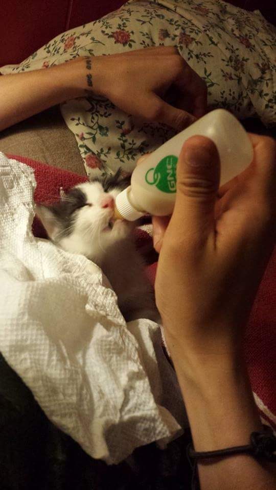 Кошка вышла на улицу поиграть и вернулась домой с котенком Кошка вышла на улицу поиграть и вернулась домой с котенком