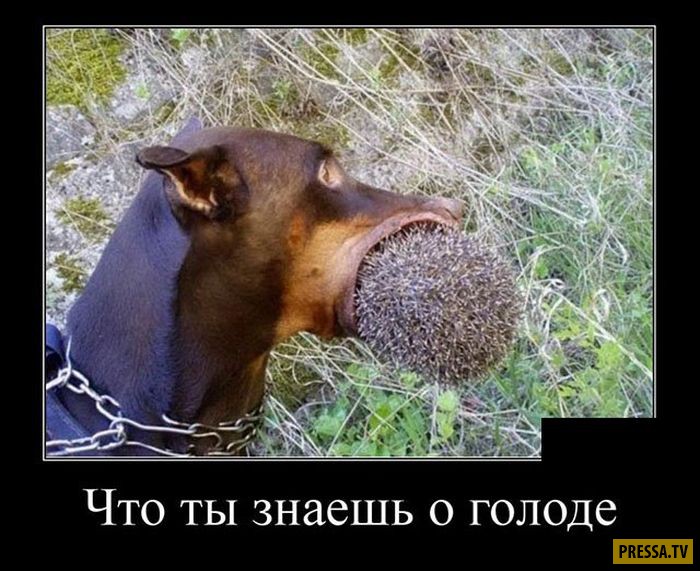 Демотиваторы воскресного дня Демотиваторы воскресного дня