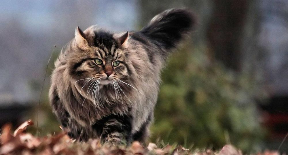 5 милых домашних животных, на которых не бывает аллергии