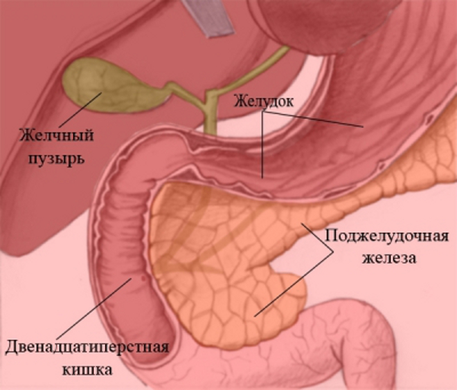 Панкреатит. Фитотерапевтические методы лечения панкреатита Панкреатит. Фитотерапевтические методы лечения панкреатита