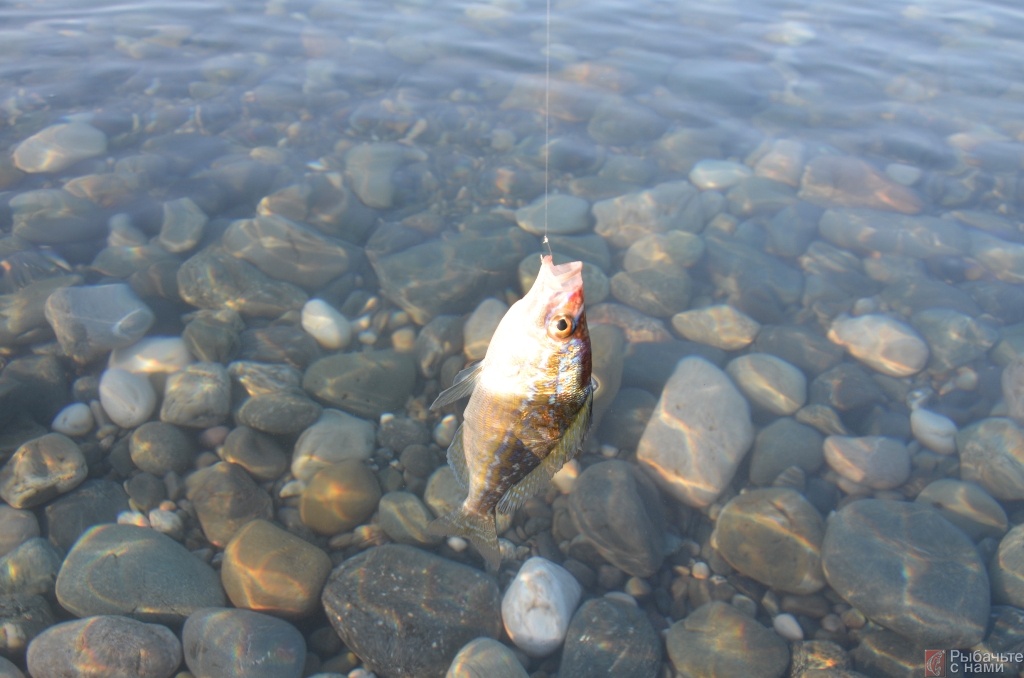 Смарида в лучах весеннего солнца и идеально чистая вода в море. Смарида в лучах весеннего солнца и идеально чистая вода в море.