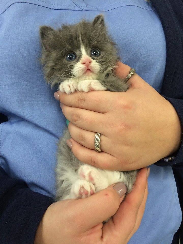 Спасение котенка, который в трехдневном возрасте остался без мамы Спасение котенка, который в трехдневном возрасте остался без мамы