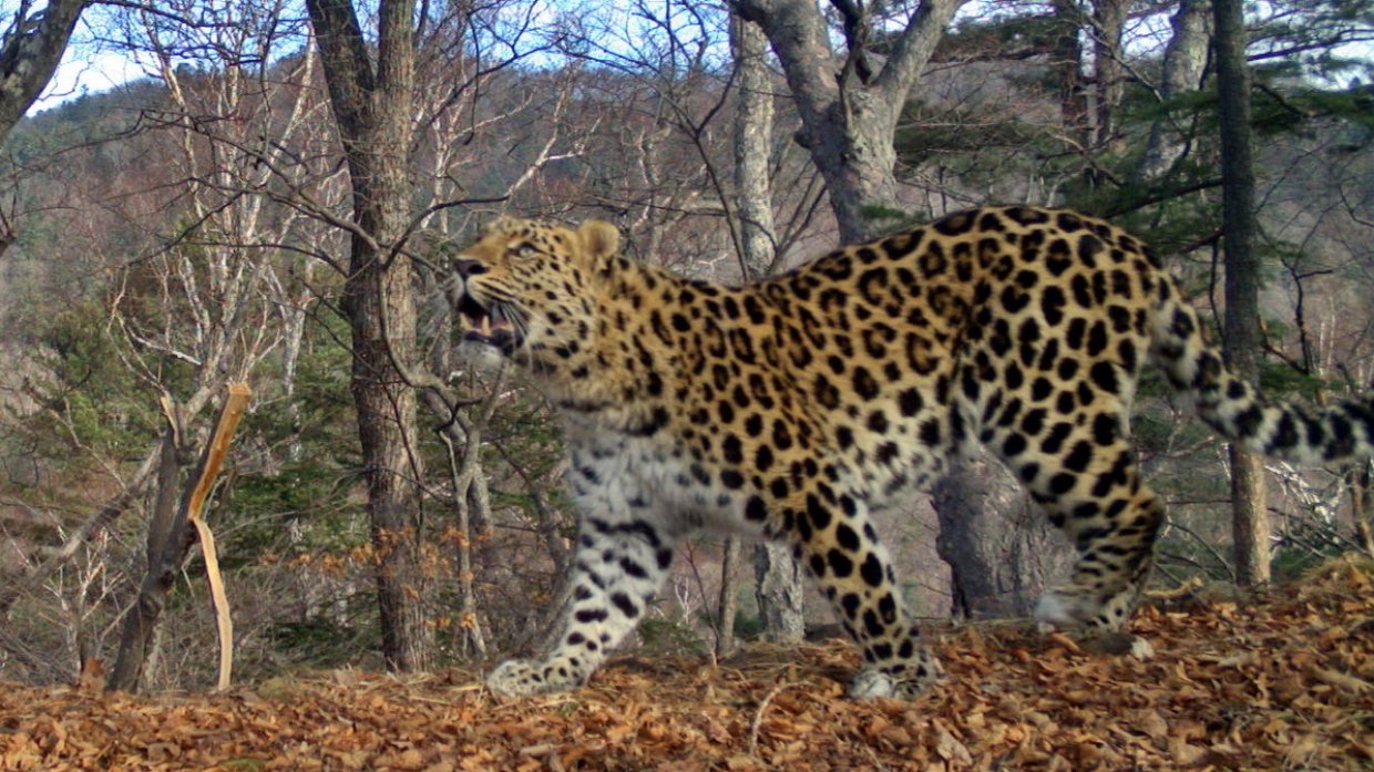 Выпущенного в Сочи на волю леопарда поймали при воровстве кур в Абхазии