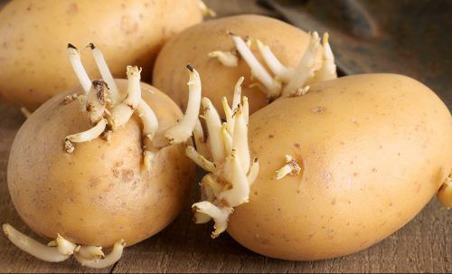 Как подготовить семенной картофель