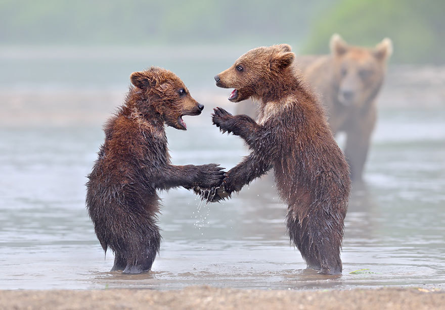 как быть медведем