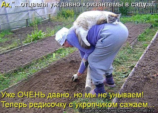 Самые смешные котоматрицы за прошедшую неделю